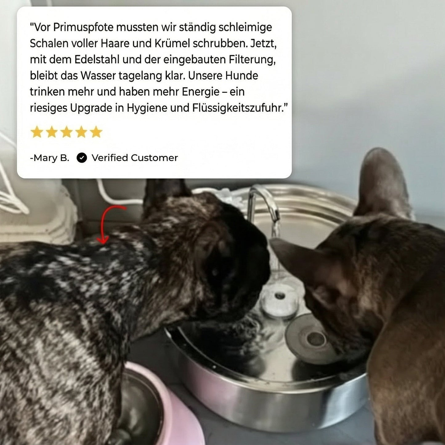 PrimusPfote™ Trinkbrunnen