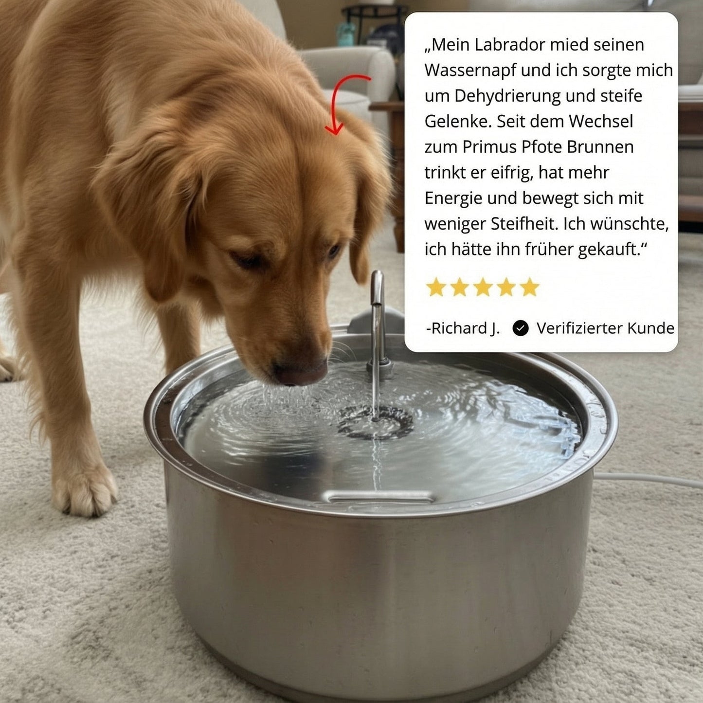 PrimusPfote™  Trinkbrunnen